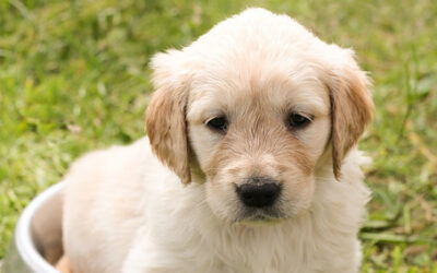 Animaux et propreté