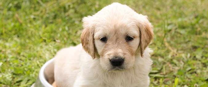 Animaux et propreté