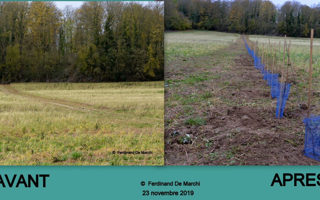 Après-midi plantation de la haie dans le champs de l&rsquo;école maternelle