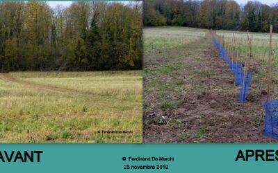 Après-midi plantation de la haie dans le champs de l’école maternelle